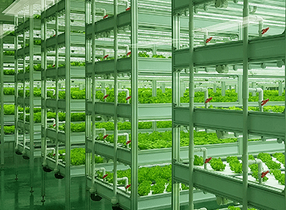 Vertical Farm: The Dream of Effective Indoor Cultivation