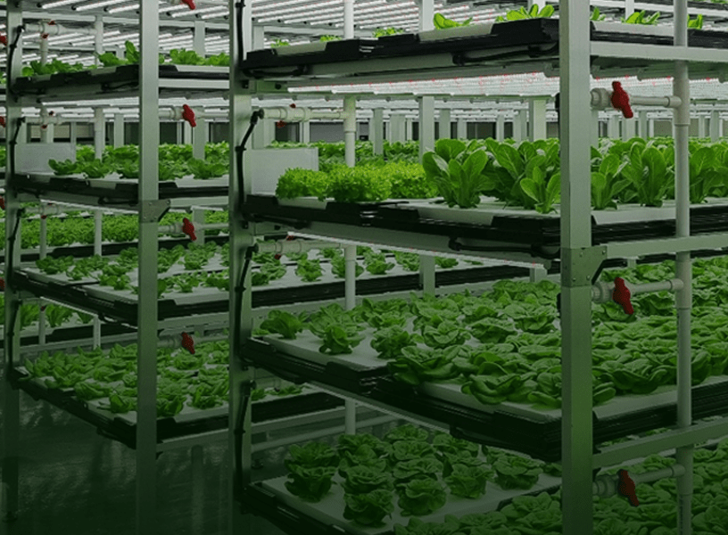 How Are Global Powers Supporting Vertical Farming? An In-Depth Analysis