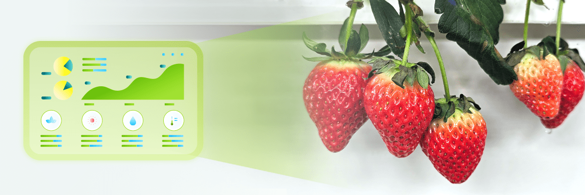 South Korea’s Rapidly Evolving Vertical Farming Technology